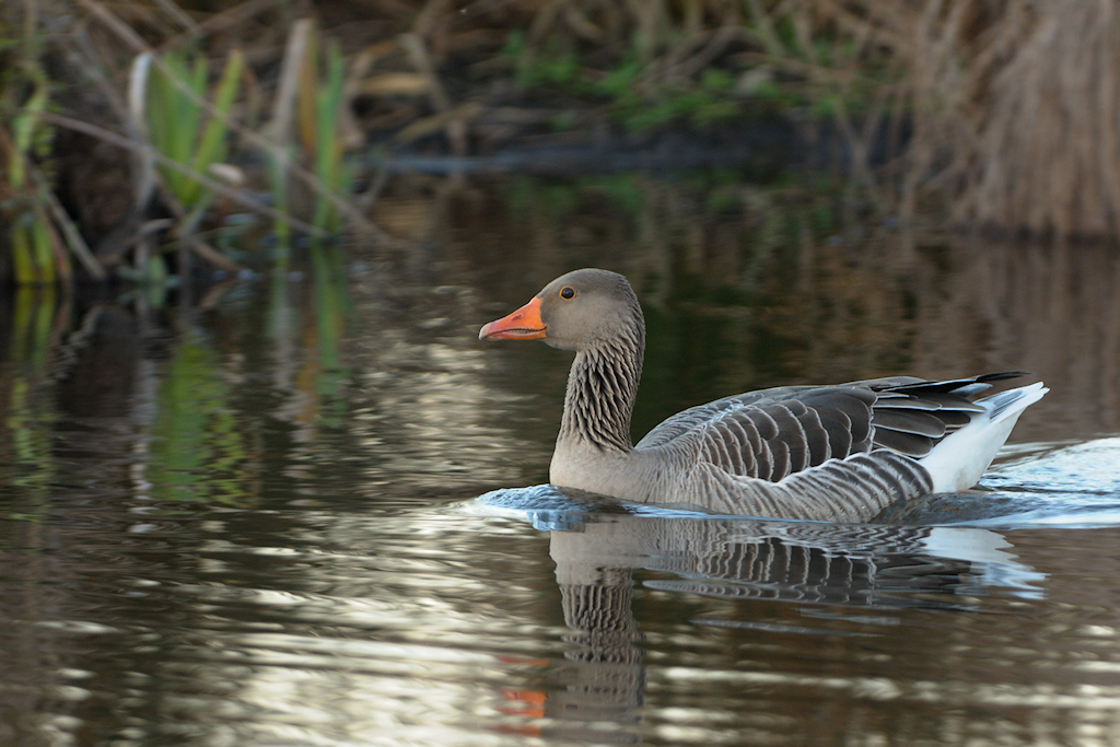 Grauwe Gans, Anser anser